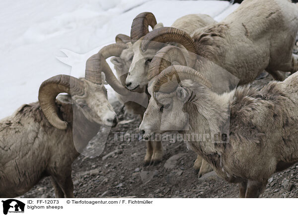 bighorn sheeps / FF-12073