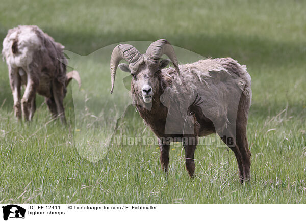 Dickhornschafe / bighorn sheeps / FF-12411