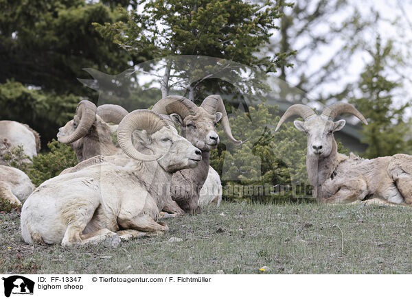 Dickhornschaf / bighorn sheep / FF-13347