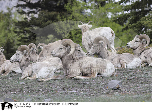 bighorn sheep / FF-13348