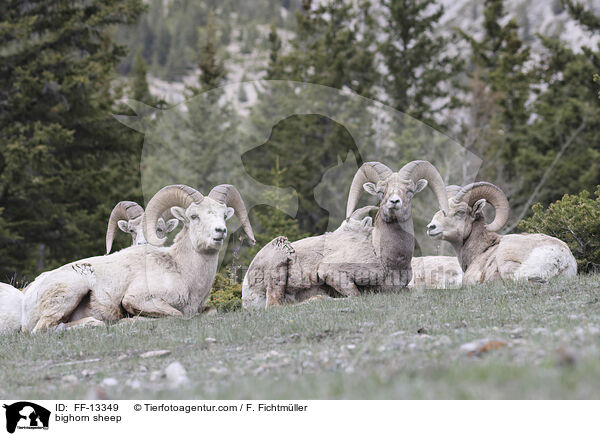 Dickhornschaf / bighorn sheep / FF-13349