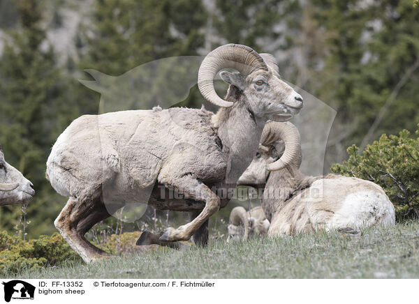 bighorn sheep / FF-13352