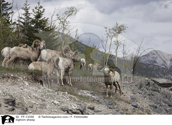 bighorn sheep / FF-13356