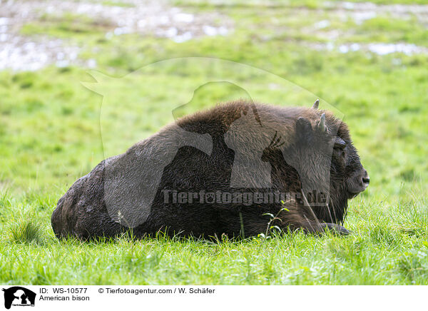 Amerikanischer  Bison / American bison / WS-10577