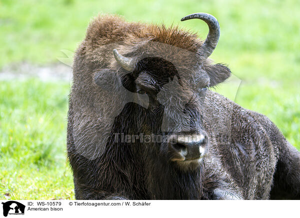 Amerikanischer  Bison / American bison / WS-10579
