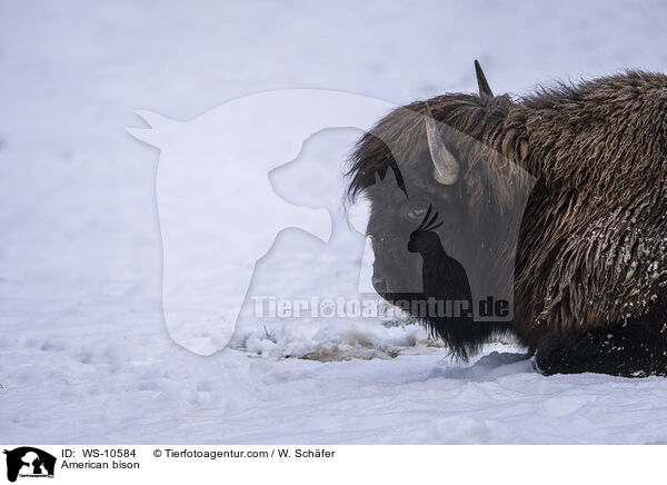 Amerikanischer  Bison / American bison / WS-10584