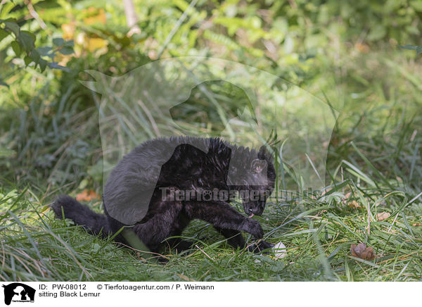 sitzender Mohrenmaki / sitting Black Lemur / PW-08012
