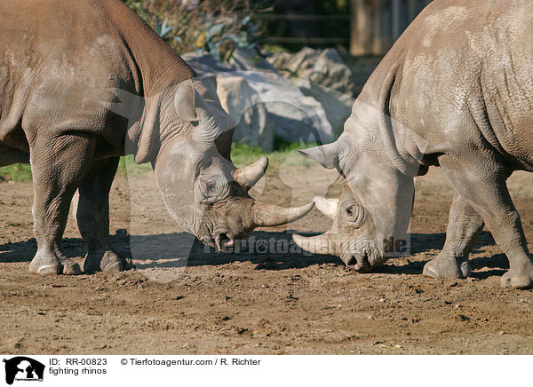 kmpfende Nashrner / fighting rhinos / RR-00823