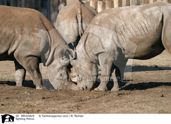 fighting rhinos / RR-00825