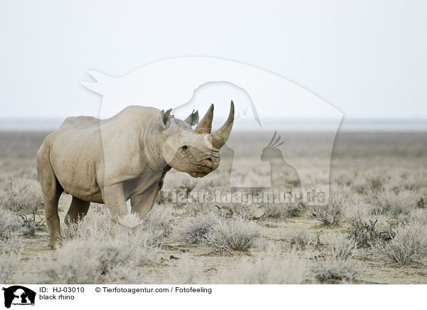 black rhino / HJ-03010