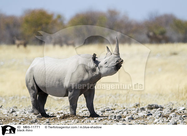 Spitzmaulnashorn / black rhino / MBS-11771