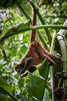 black-handed spider monkey