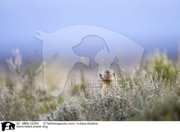 black-tailed prairie dog / MBS-10256