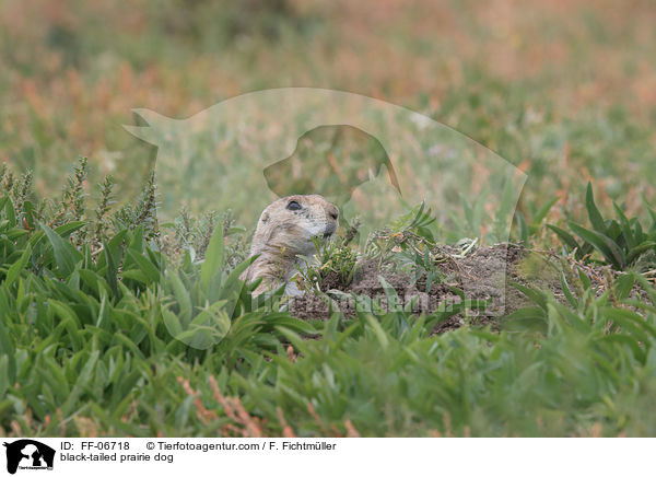 black-tailed prairie dog / FF-06718
