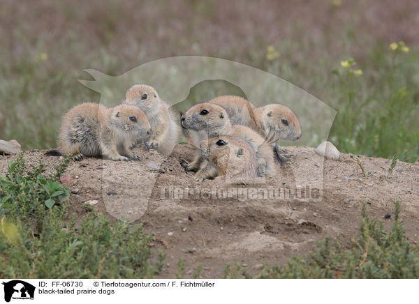 black-tailed prairie dogs / FF-06730