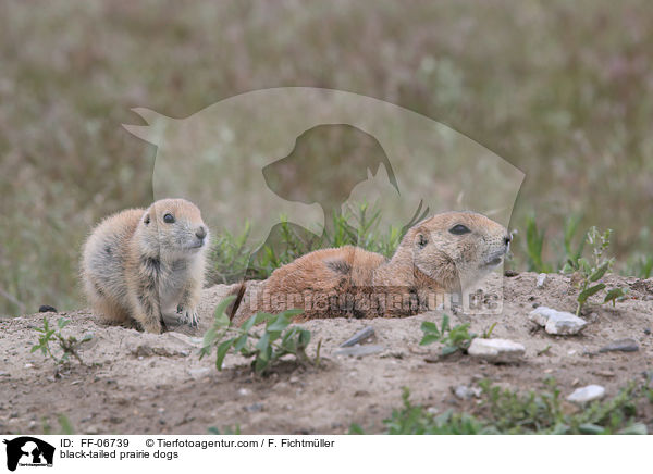 black-tailed prairie dogs / FF-06739