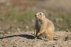 Black-tailed Prairie Dog