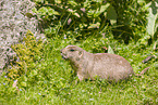 black-tailed prairie dog