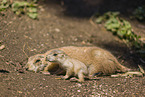 black-tailed prairie dogs