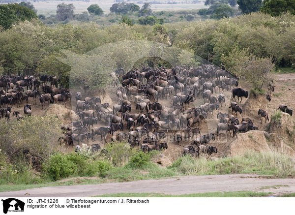 migration of blue wildebeest / JR-01226