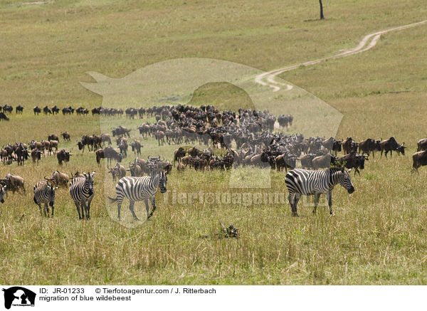 migration of blue wildebeest / JR-01233