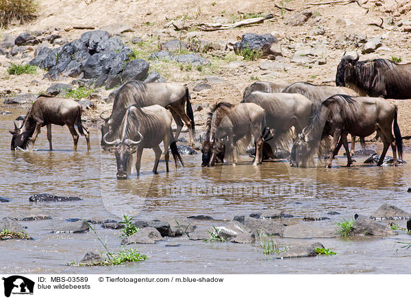 blue wildebeests / MBS-03589