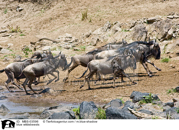 blue wildebeests / MBS-03596