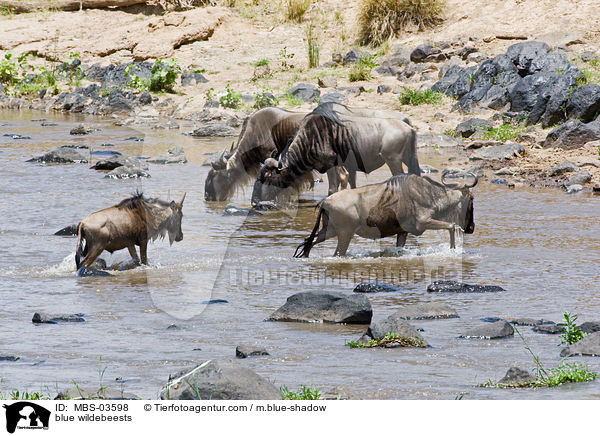 blue wildebeests / MBS-03598