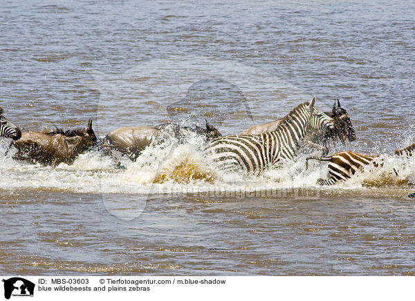 blue wildebeests and plains zebras / MBS-03603