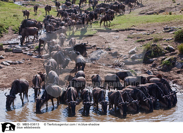 blue wildebeests / MBS-03613