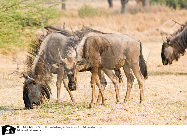 blue wildebeests / MBS-03889