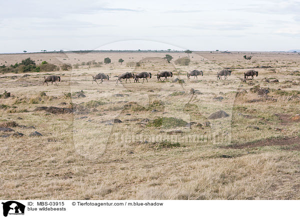 blue wildebeests / MBS-03915