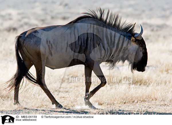blue wildebeest / MBS-06159