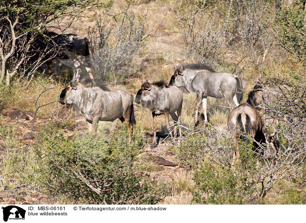 blue wildebeests / MBS-06161