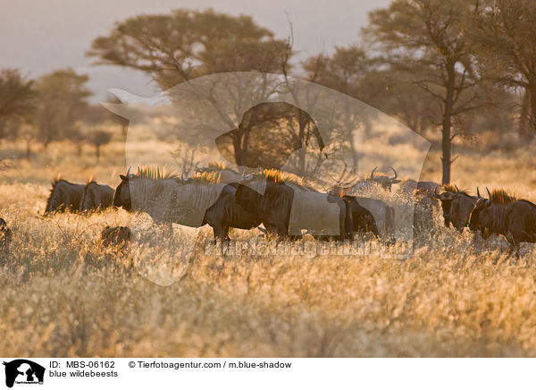 blue wildebeests / MBS-06162