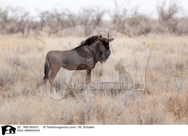 blue wildebeest / WS-06003