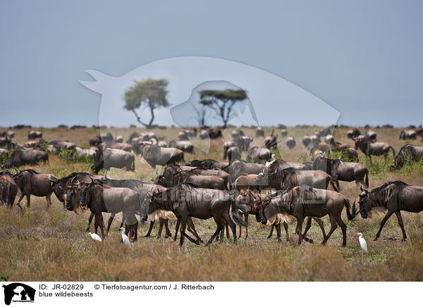 blue wildebeests / JR-02829