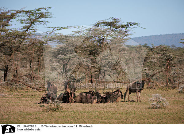 blue wildebeests / JR-02888