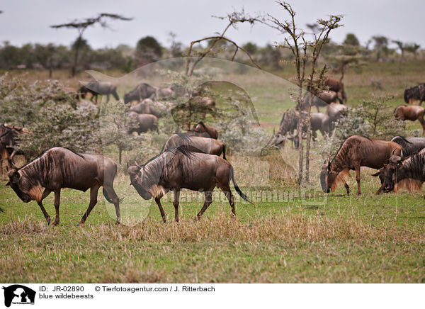 blue wildebeests / JR-02890