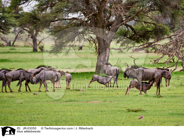 blue wildebeests / JR-03050