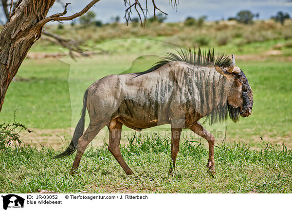 blue wildebeest / JR-03052