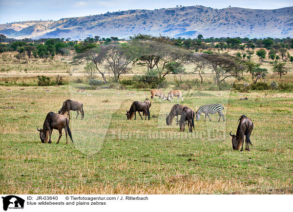 blue wildebeests and plains zebras / JR-03640