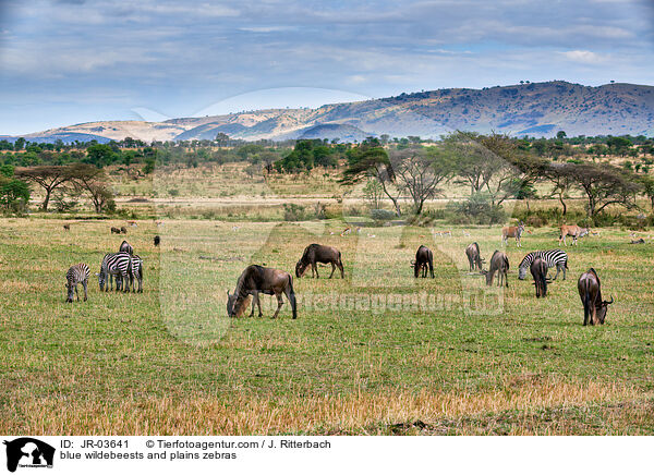 blue wildebeests and plains zebras / JR-03641