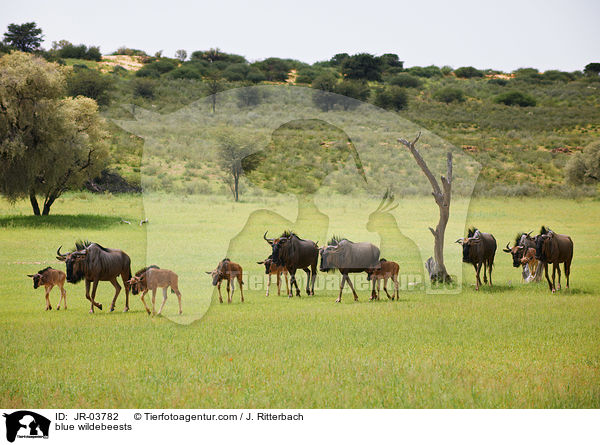 blue wildebeests / JR-03782