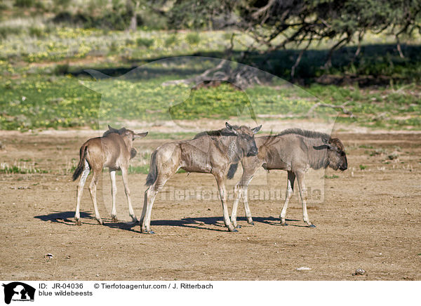 blue wildebeests / JR-04036