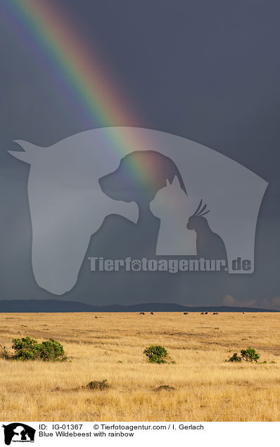 Streifengnu mit Regenbogen / Blue Wildebeest with rainbow / IG-01367