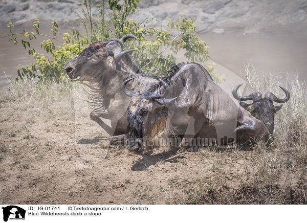 Blue Wildebeests climb a slope / IG-01741