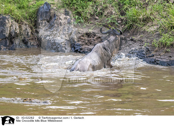 Nile Crocodile kills Blue Wildebeest / IG-02282