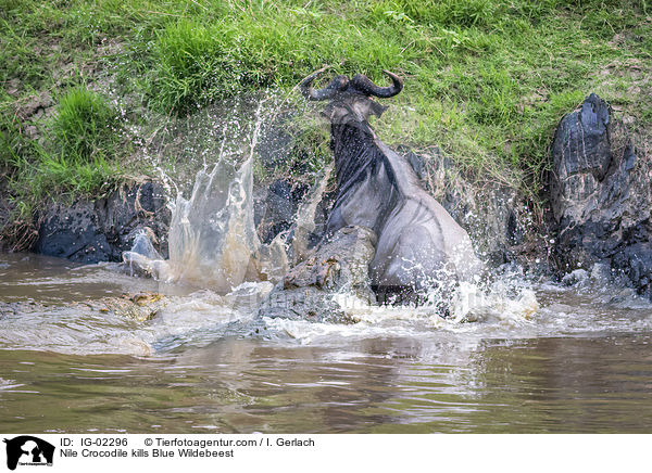 Nile Crocodile kills Blue Wildebeest / IG-02296