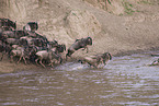migration of blue wildebeest